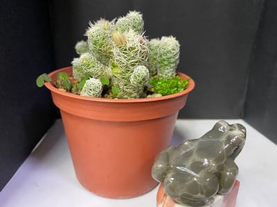 壽山石【呱呱來財】4