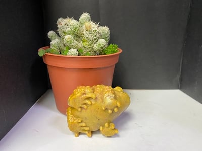 壽山石【金蟾蜍】5