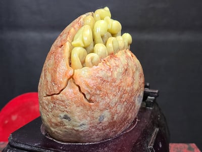 青田石【茁壯成長】3