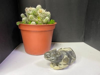 壽山大山石【壽鼠】3