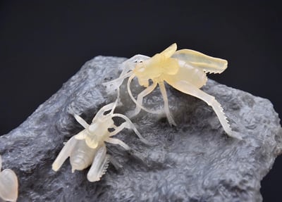 壽山石極品巧雕【鬥蛐蛐】3