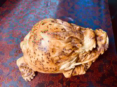 太行崖柏滿瘤疤龍龜2