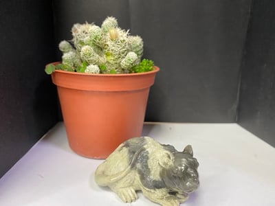 壽山大山石【壽鼠】6