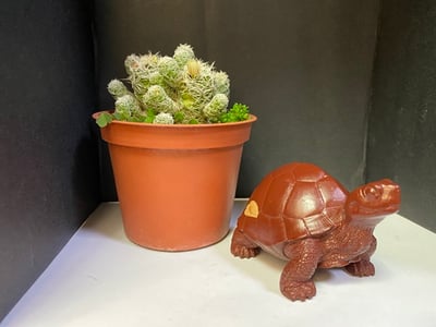 壽山峨嵋石【吉祥長壽紅龜】4