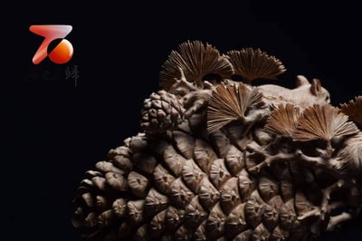 印度老山檀香【多子多福】3