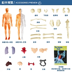 全身人體模知科教益智器官組裝stem人體模型骨架構造TXMR-026(影片必看)3