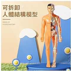 全身人體模知科教益智器官組裝stem人體模型骨架構造TXMR-026(影片必看)2