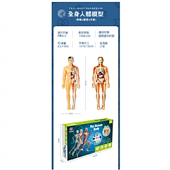 全身人體模知科教益智器官組裝stem人體模型骨架構造TXMR-026(影片必看)6