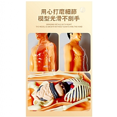 全身人體模知科教益智器官組裝stem人體模型骨架構造TXMR-026(影片必看)5