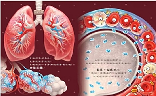 雙美-心臟噗通噗通:血液的身體大冒險4