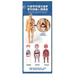 全身人體模知科教益智器官組裝stem人體模型骨架構造TXMR-026(影片必看)4