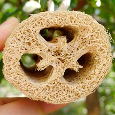 《天然絲瓜菜瓜布》7