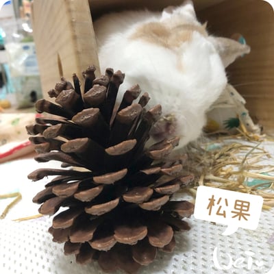 咬咬松果(毬果)8