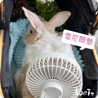 毛巾觸感-加厚吸水大顆粒雪尼爾墊4