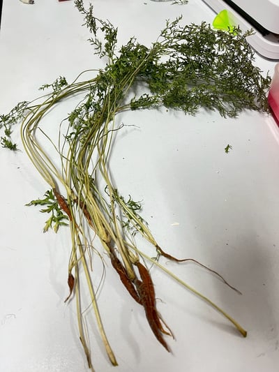 乾燥迷你胡蘿蔔整株9