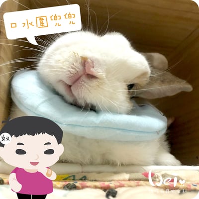 手作 - 寵物圍兜兜/紗布口水巾/軟頭套/老病照護灌食餵藥7