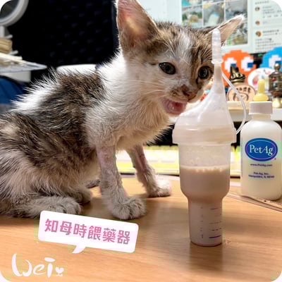 知母時餵藥器(擠壓式) /奶貓 / 兔子天竺鼠等寵物灌食泥狀食物(台灣製)5