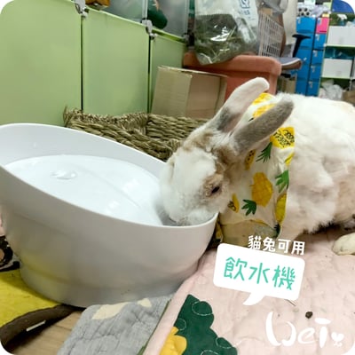 GEX渴盼循環式電動飲水器 / 飲水機 (兔可用)7