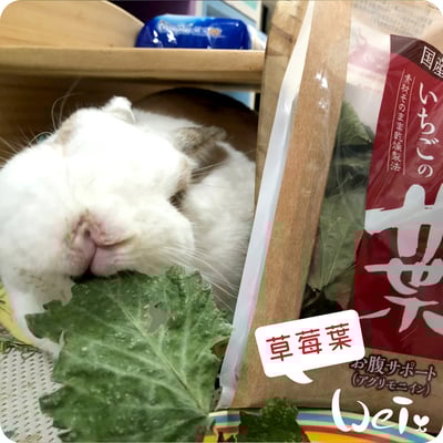 GEX健康食譜 草莓葉3
