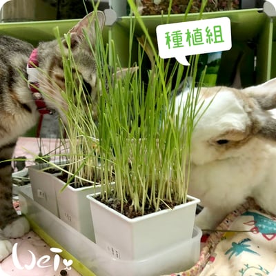 小麥草 / 貓草種子 (單賣)10