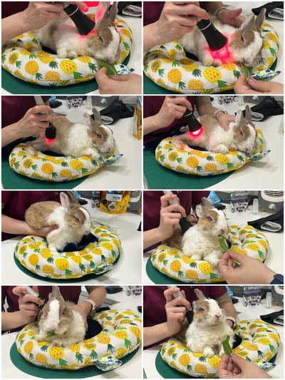 老病癱瘓兔專用靠枕 - 拐杖躺、兔U枕  (手作特製斜躺感月亮枕)3