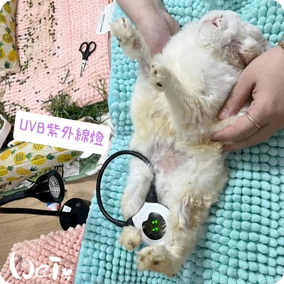 LED紫外線燈 311納米窄譜UVB燈 (陽光維生素D3好幫手)9