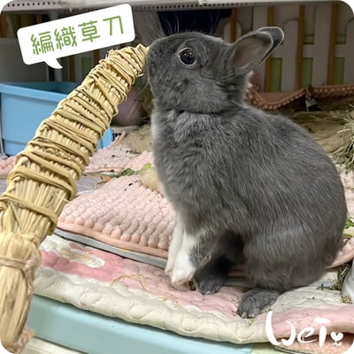 台灣草刀 (嘉義農夫純手工編織)2