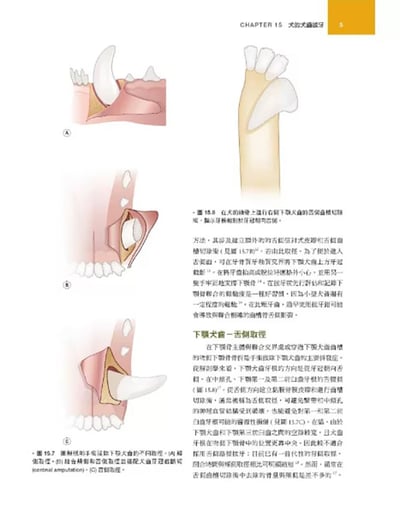 《書》犬貓口腔與上頜顏面外科，第二版14
