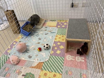 兔子私房住宿 - Cony和嘟嘟家 (新竹)8