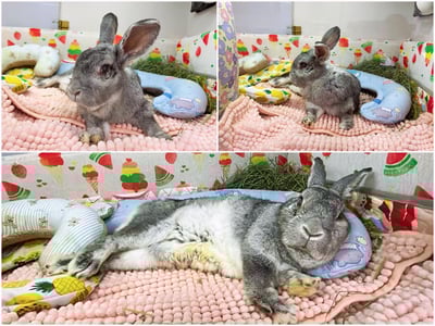 老病癱瘓兔專用靠枕 - 拐杖躺、兔U枕  (手作特製斜躺感月亮枕)9