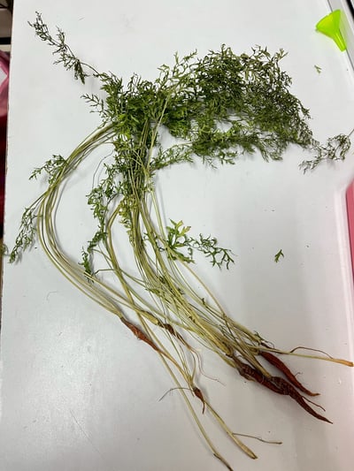 乾燥迷你胡蘿蔔整株8