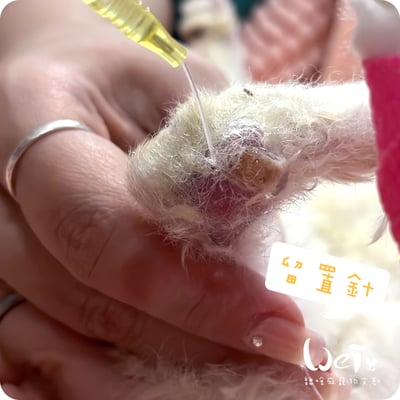 (寵物傷口沖洗用) BD-靜脈留置針 / 軟針 24G 黃色 (純介紹，網路不可販售)13