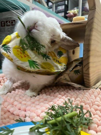 手作 - 寵物圍兜兜/紗布口水巾/軟頭套/老病照護灌食餵藥11