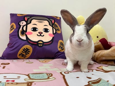 兔子/天竺鼠 私房住宿 - 自強號 (土城)4