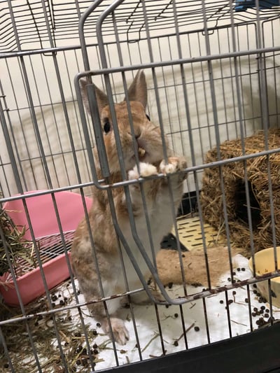 (暫停接案) 兔子私房住宿 - Molly家  (中和)4