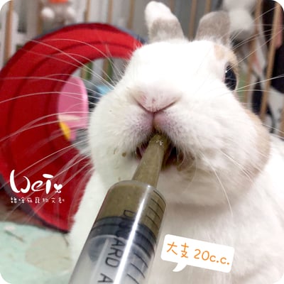 20ml / 20cc 寵物用灌食器/餵食器2