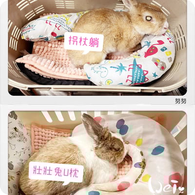 老病癱瘓兔專用靠枕 - 拐杖躺、兔U枕  (手作特製斜躺感月亮枕)8