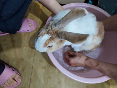 私房剃毛師 - A米 (永和)10