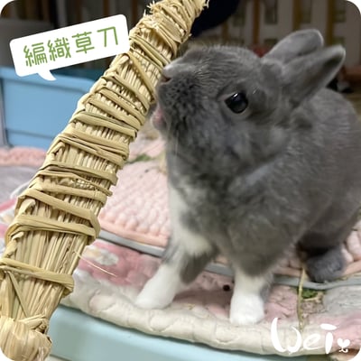 台灣草刀 (嘉義農夫純手工編織)4