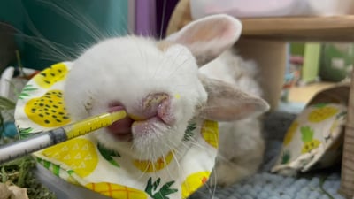 手作 - 寵物圍兜兜 / 紗布口水巾 / 軟頭套  / 老病照護灌食餵藥(點數兌換)8