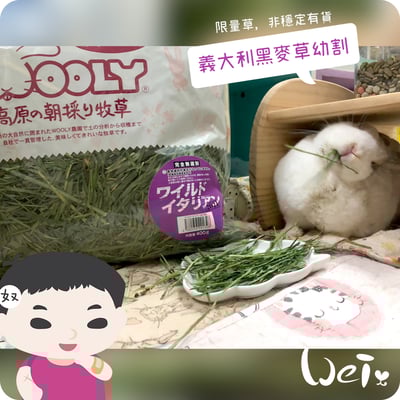 WOOLY高原的義大利黑麥草幼割10