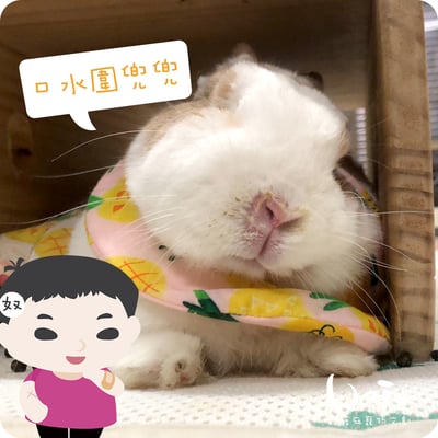 手作 - 寵物圍兜兜/紗布口水巾/軟頭套/老病照護灌食餵藥6