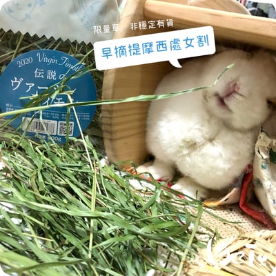 WOOLY高原的早摘提摩西 處女割14