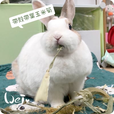 乾燥帶葉帶殼玉米筍9