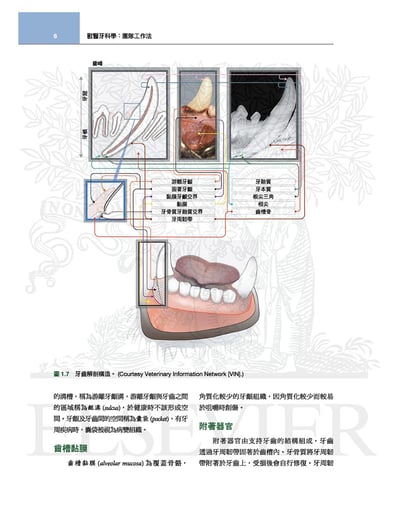 《書》獸醫牙科學(3版)2