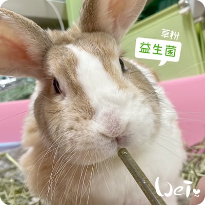 好可愛星球Lovely Planet天竺鼠益生菌 藍莓11