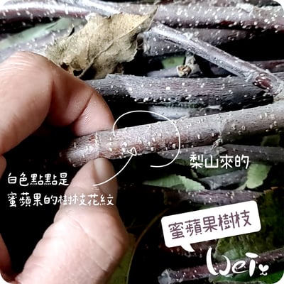 梨山 蜜蘋果樹枝3