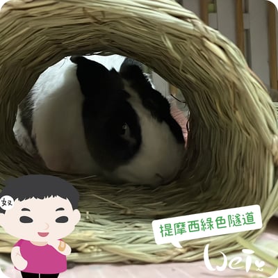 OXBOW提摩西綠色隧道5