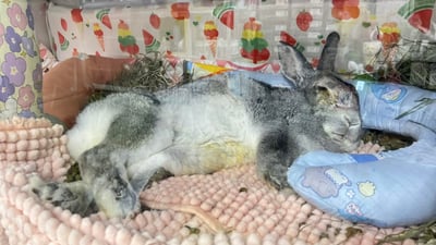 老病癱瘓兔專用靠枕 - 拐杖躺、兔U枕  (手作特製斜躺感月亮枕)10