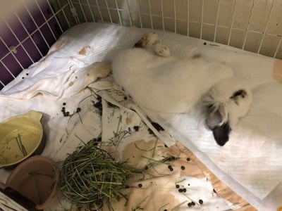 (暫停接案) 兔子私房住宿 - Molly家  (中和)10